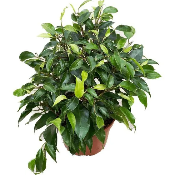 Ficus Benjamina S Planta Interior 