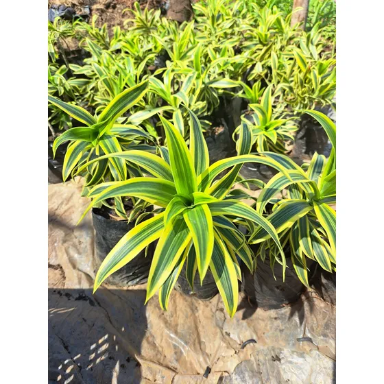 Plantas Ornamentales Grama Palmeras 