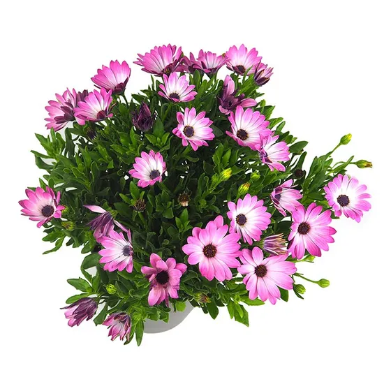 Planta Flor Dimorfoteca - Ideal Jardines Decoración - Envios
