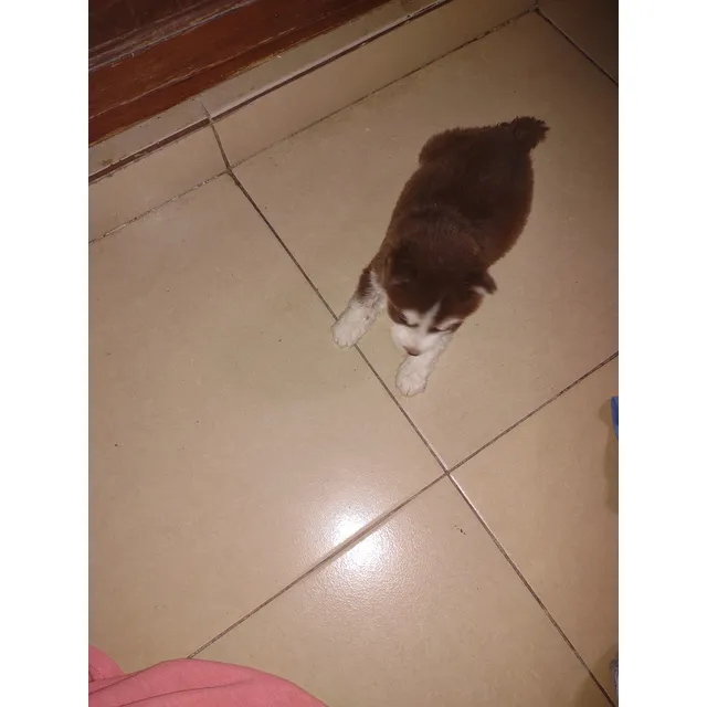 Vendo Cachorro  Husky Siberiano