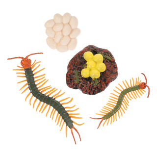 1 Conjunto: Modelo De Ciclo De Vida De Centopéia, Educação I 1 Conjunto: Modelo De Ciclo De Vida De Centopéia, Educação I