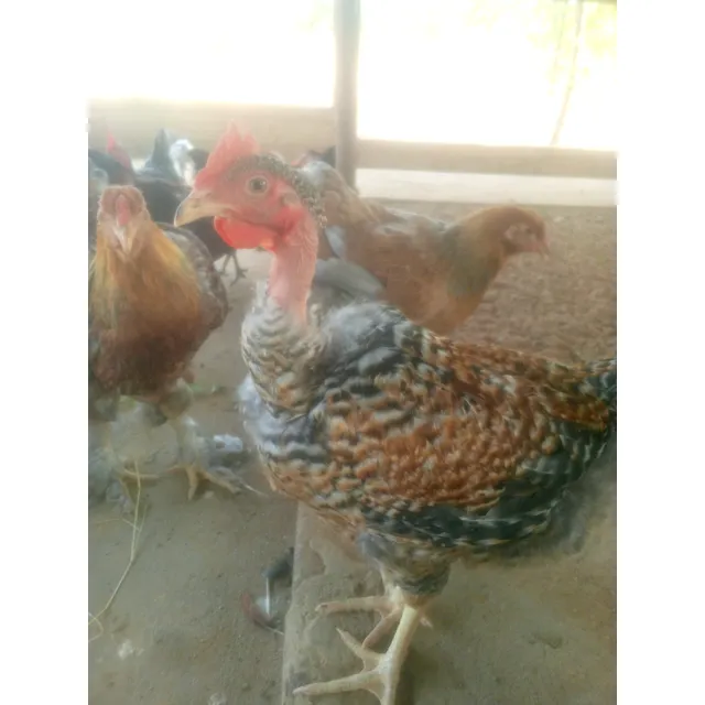 Gallos Jovenes