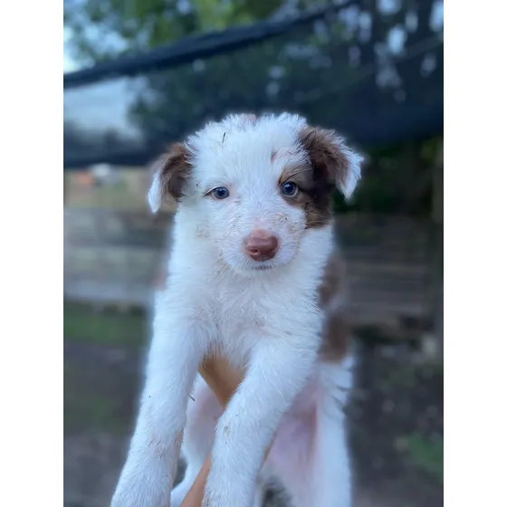 Cachorros Border Collie Blue Merle