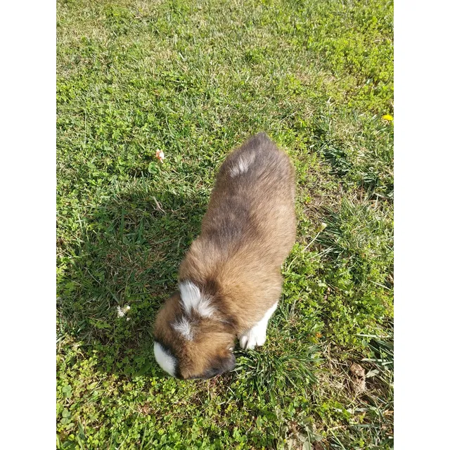 Cachorro San Bernardo