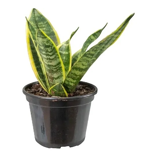 Espada De San Jorge - Sansevieria Laurentii P15
