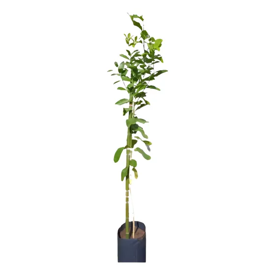 Lima Tahití 1.6 - Vivero Hab.x.senasa E.gratis Caba-gba.