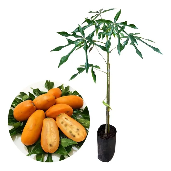 Muda De Jacaratiá (mamão Do Mato)  Ideal Para Jardim