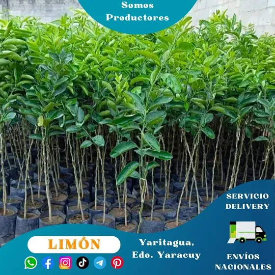 Limón Persa (limón Sin Semillas O Persico)