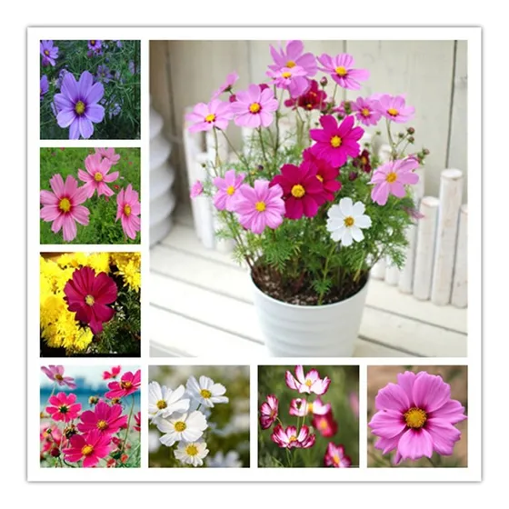 Super Combo 300 Sementes Cosmos Sortidos De Todas As Cores!!