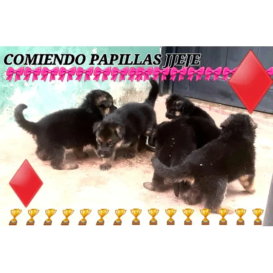 Cachooros Pastor Aleman  Hermosos Con  Pedigree.leer Descrip