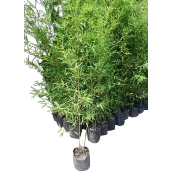 Planta Caña Bambu