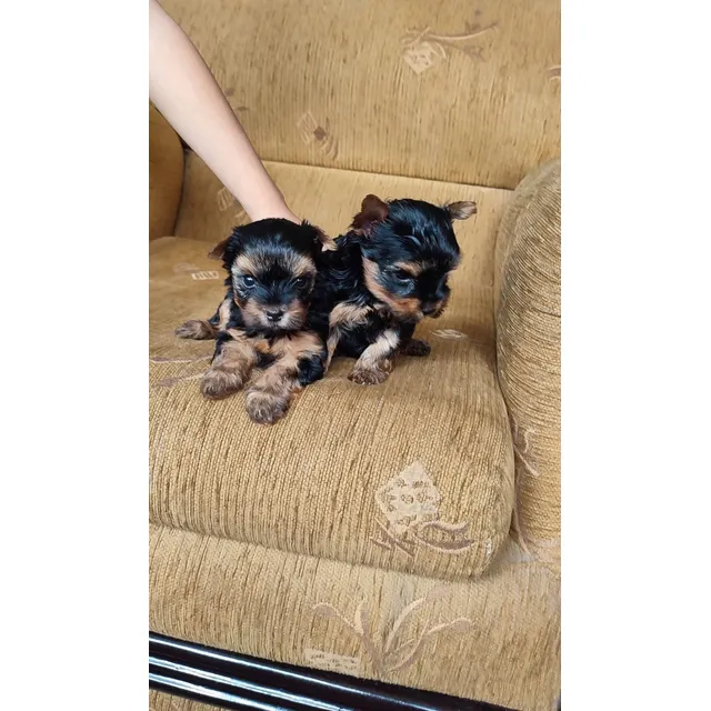 Cachorros Yorkshire Terrier, Vacunados, Desparasitados