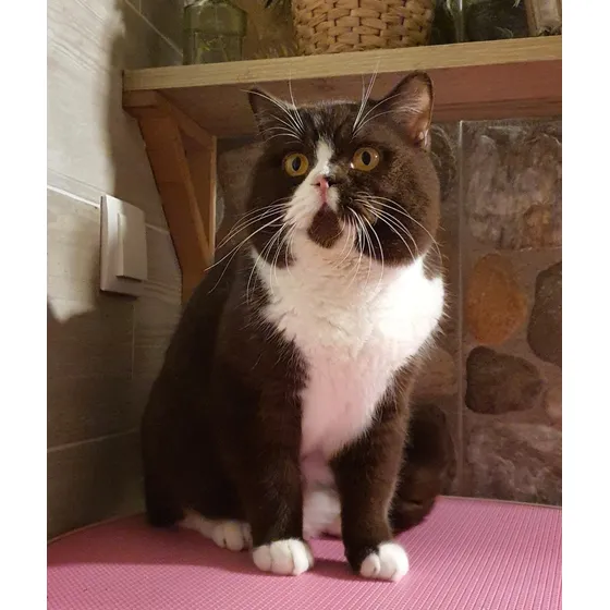 Filhotes De Gatos British Shorthair - Cor Bicolor Chocolate