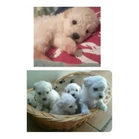 Caniche Toy Chiquito Mini  45 Dias