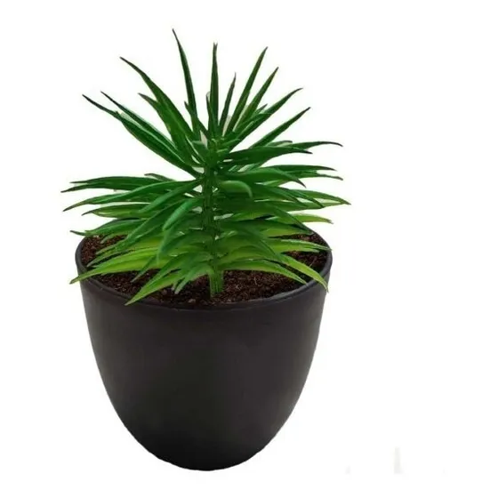 Planta Artificial Suculenta Crasula Tipo Pino