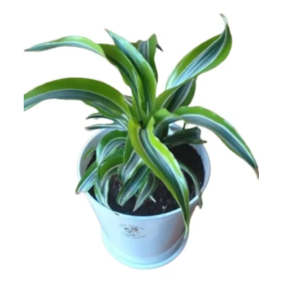 Planta Dracena Lemon + Maceta Plástica Cónica N16 + Plato