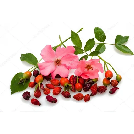 Semillas Rosa Mosqueta Prosperidad