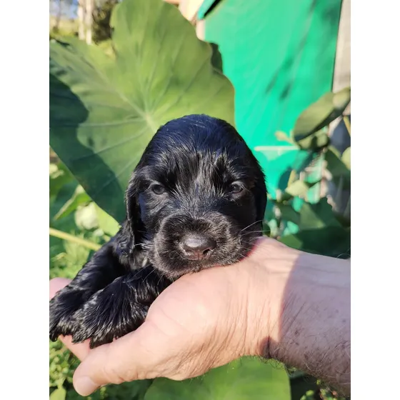 Cocker Spaniel Inglês