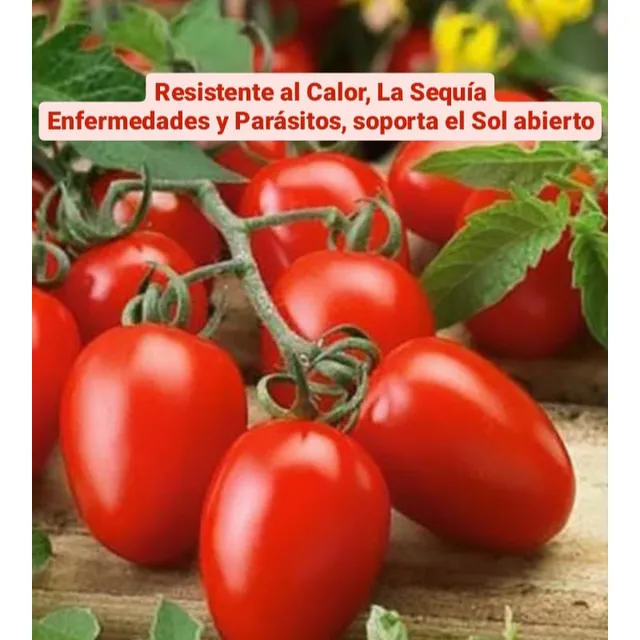 Semilla De Tomate Río Grande