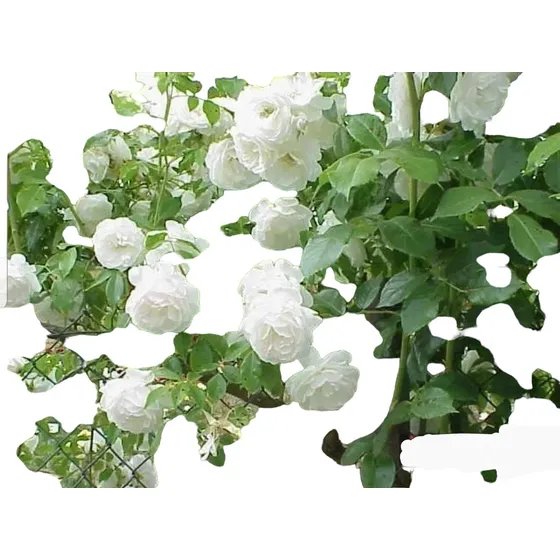Rosas Trepadoras Iceberg Perfumadas. = Naturaleza Activa. 