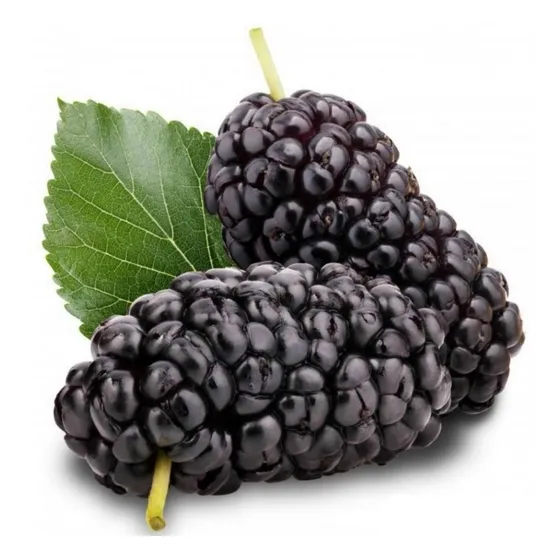 Arbol De Mora Negra, Morera Morus Nigra Con Envio