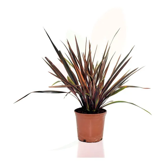 Phormium Tenax  Sundowner   (formio Rosado)