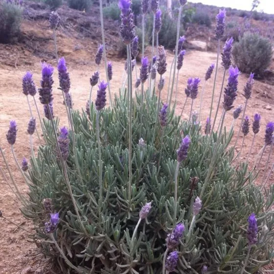 Semillas Lavanda Inglesa