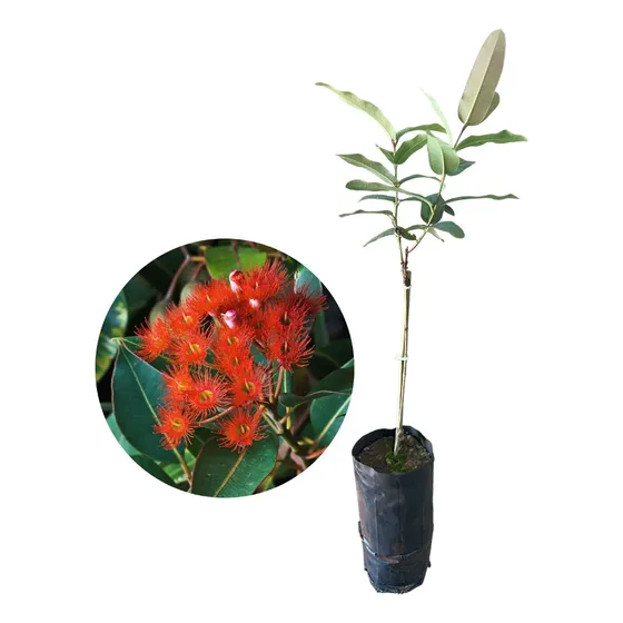 Muda De Eucalipto Vermelho