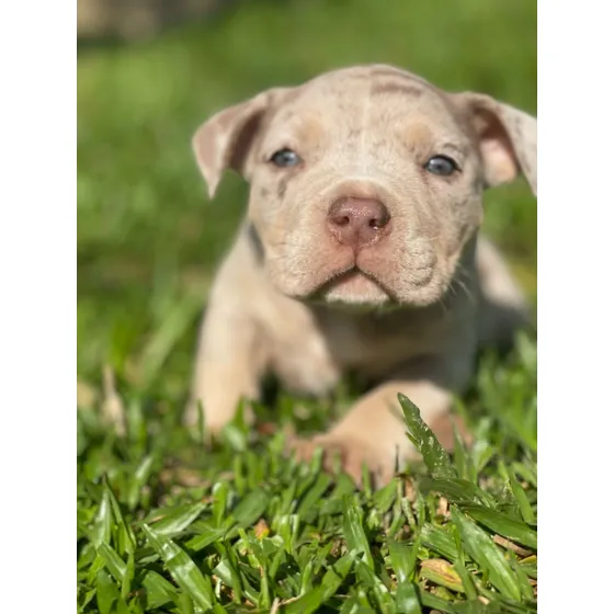 American Bully Filhote Com Pedigree+microchip