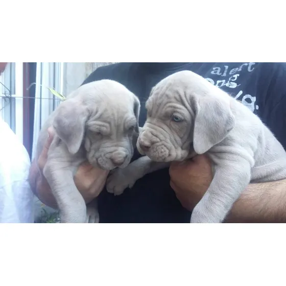 Cachorros Mastín Napolitano/ Entrega Inmediata