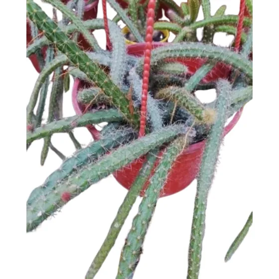 Cactus Cola De Rata