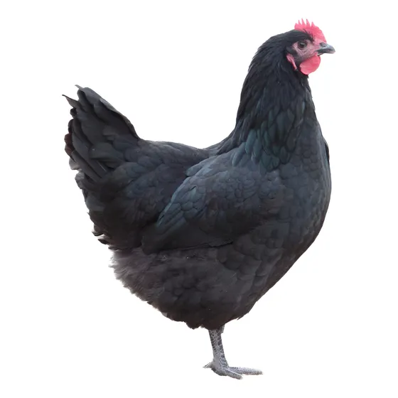 24 Ovos Galados De Poedeiras Rhode Island Negras!