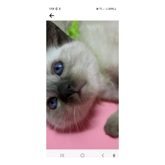 Gato Siames Punto Foca Puro