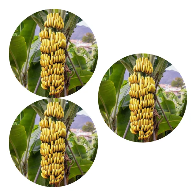 Kit Com 3 Mudas Excelentes De Bananas Princesa Brs Embrapa