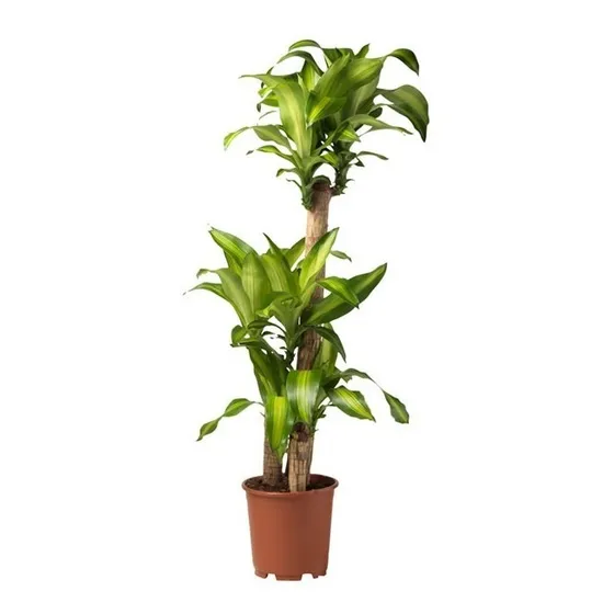 Palo De Agua Planta De 1 Metro :: Hojarasca Plantas ::