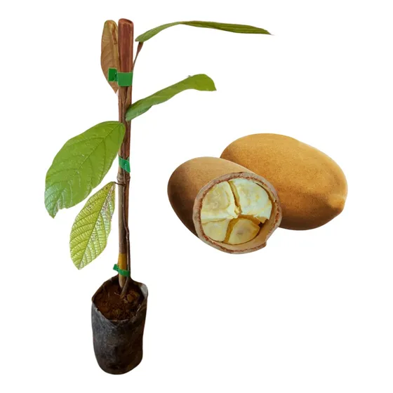 Kit 2 Mudas De Cupuaçu Para Produzir