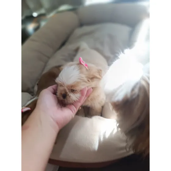 Shih Tzu - 2 Fêmeas 1 Macho. Pais Muito Pequenos! 3,8kg