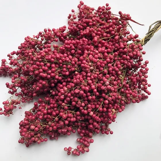 Sementes Schinus Molle Aroeira Salsa Arvore Chorão Mudas