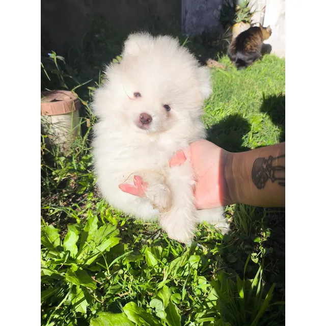 Pomerania Mini Blanco Pompet's 1 Mes Blanco