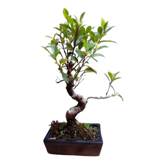 Bonsai Ficus 