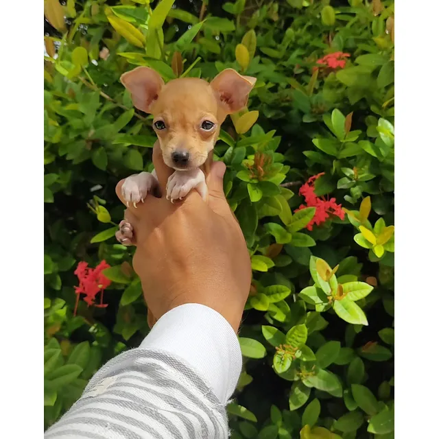 Venta Pincher Macho Antioquia Animal Pets Colombia