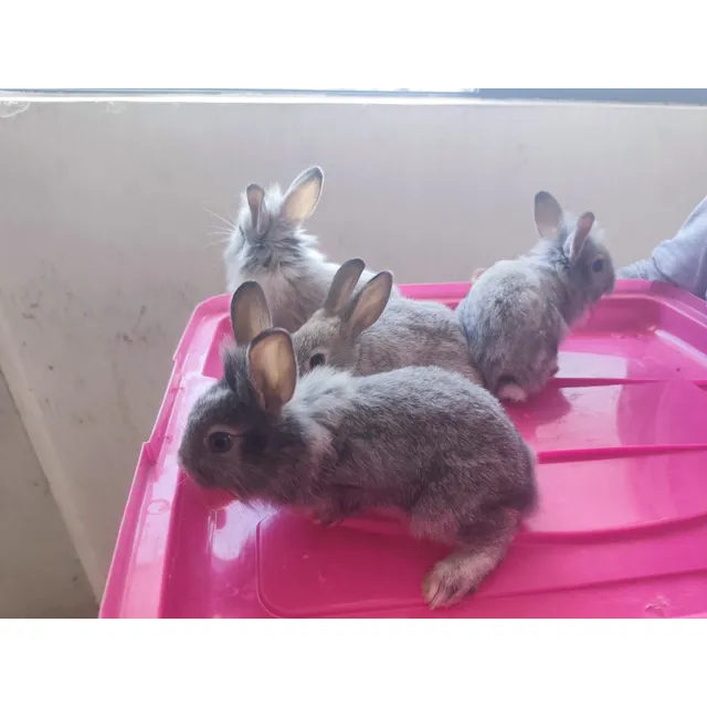 Conejitos Cabeza De León 