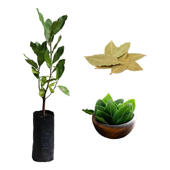 1 Muda De Louro Tempero Alta Qualidade + Manual De Cultivo