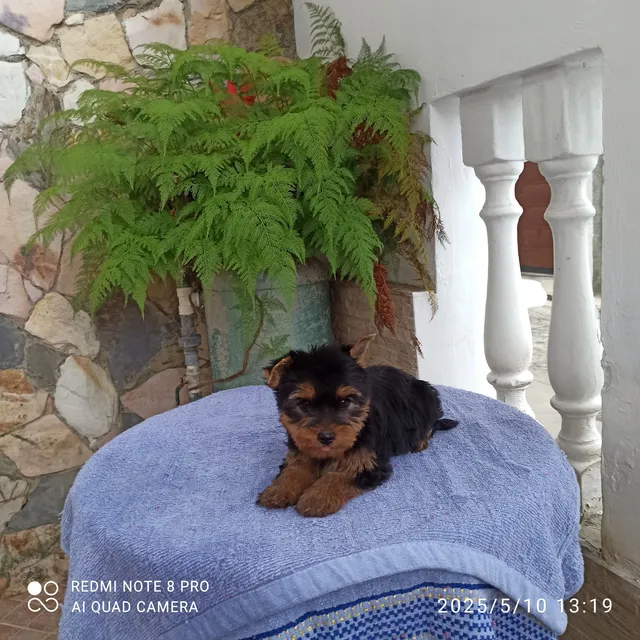 Yorkshire Macho 2 Meses Vacunado