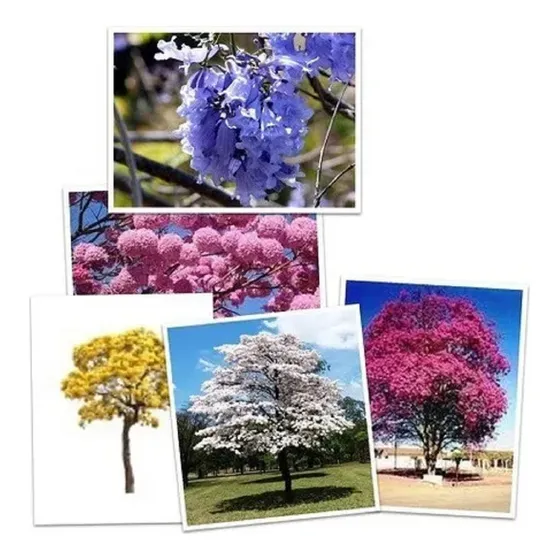 Kit 6 Mudas -2 Jacarandá   4 Ipês- Amarelo, Bco, Roxo E Rosa