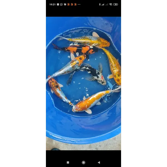 4 Carpas Nishikigoi De 27cm