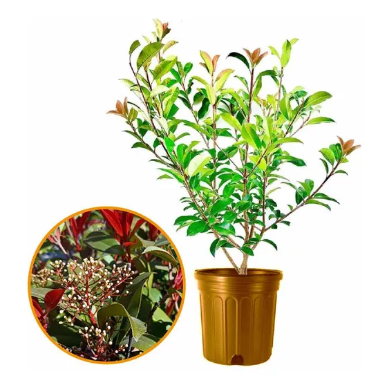 Cerco Vivo Photinia Somos Productores