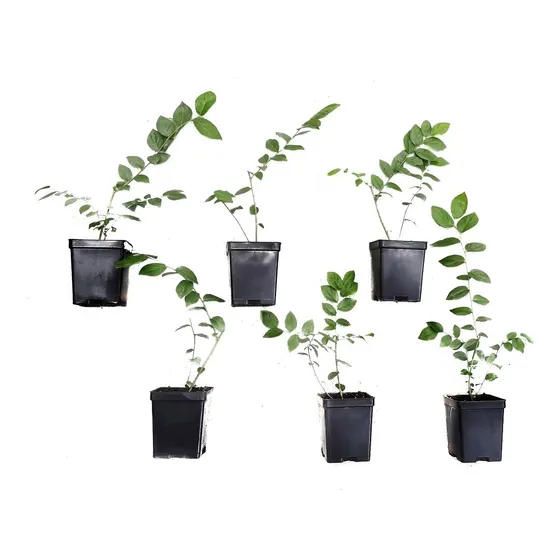 Pack De 6 Plantas De Arándano En Maceta