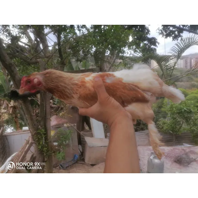 Gallinas
