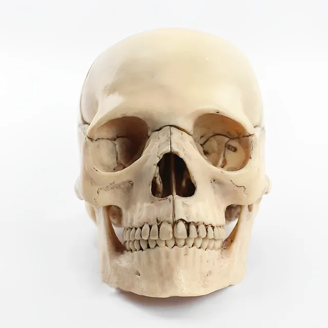 Modelo De Cráneo Humano Médico De Anatomía Desmontable